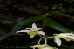 Dendrobium nanum